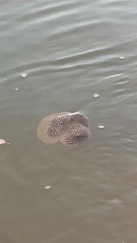 The video shows a jellyfish floating in murky water. The jellyfish is light brown in color and has many small white spots on its bell. It appears to be slightly damaged, with a tear in the edge of its bell. There are a few small bubbles on the surface of the water around the jellyfish. The water is calm and appears still, and the light is dim.