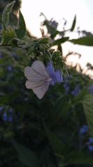 Quiet afternoon moments captured in Russian village: butterflies, family, kittens
