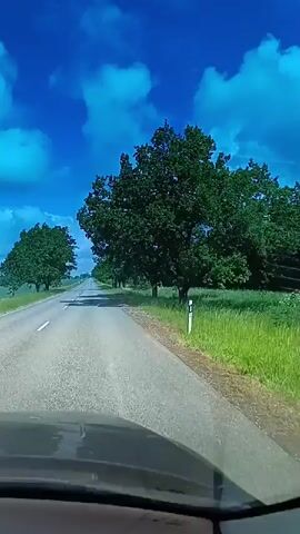 The video shows a first-person perspective from inside a moving vehicle, traveling down a two-lane asphalt road. On both sides of the road, there are rows of lush green trees, some appearing to be oak trees, with vibrant green foliage. Beyond the trees, on the right side, there's a field of green grass, and further in the distance, dark green coniferous trees are visible. On the left side, beyond the trees, a lighter green field stretches out. The sky above is a bright, clear blue with scattered white clouds. The sun casts distinct shadows of the trees onto the road, indicating it is daytime. The vehicle appears to be moving at a steady pace, and the view ahead shows the road curving slightly in the distance. The dashboard or hood of the vehicle is visible at the bottom of the frame.