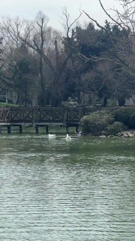 The video shows a lake with two white ducks swimming in it. A brown, wooden bridge stretches across the lake, with bare trees surrounding the scene. There are also some dark ducks on the shore beside the bridge. The lake appears to be in a park. The sky is overcast.