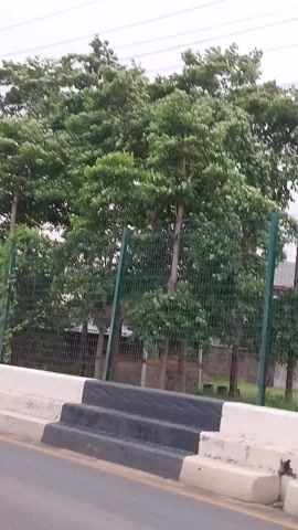 The video shows a view of trees and a fence with a road barrier in the foreground. The scene appears to be outdoors, possibly near a road. There are no people visible in the video. The trees are full of green leaves and appear to be healthy. The fence is made of metal mesh and has green posts. The road barrier is black and white. The sky is overcast.