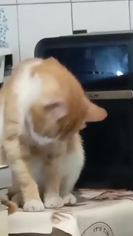 An orange and white cat is grooming its paw. It is sitting on a patterned tablecloth in front of a black and silver appliance. The background is a tiled wall.