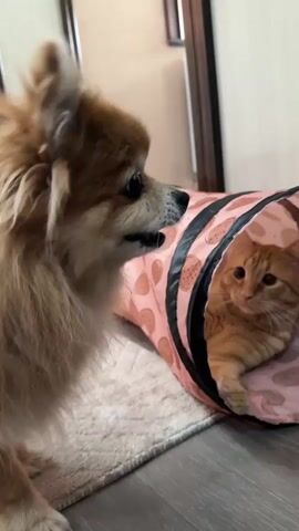 A brown Pomeranian dog faces the camera, positioned to the left of a pink cat tunnel. An orange tabby kitten is visible inside the tunnel, looking forward. The dog appears to be barking, with its mouth slightly open. The background consists of a light-colored wall and part of a door frame.