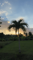 Peaceful morning moments with dogs and nature in Kediri