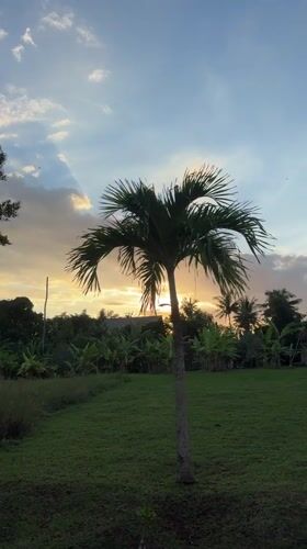 Peaceful morning moments with dogs and nature in Kediri