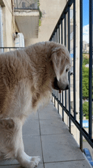 Golden retriever's morning captured in Tbilisi apartment scenes