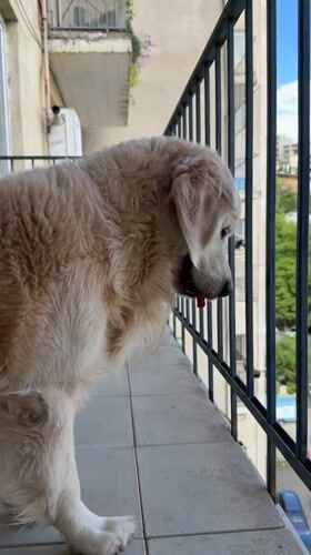 Golden retriever's morning captured in Tbilisi apartment scenes