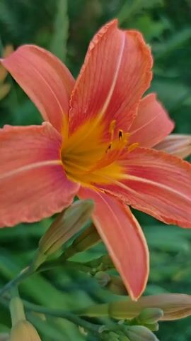 A close-up video shows an orange lily flower in bloom. The flower has six petals and a bright yellow center. Several buds are visible on the stem below the flower. The background is a blur of green leaves and foliage. The lighting suggests it is daytime, likely outdoors. The video is a still image with no movement.