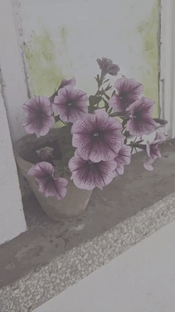 Quiet morning garden scene captured in Bulgarian village