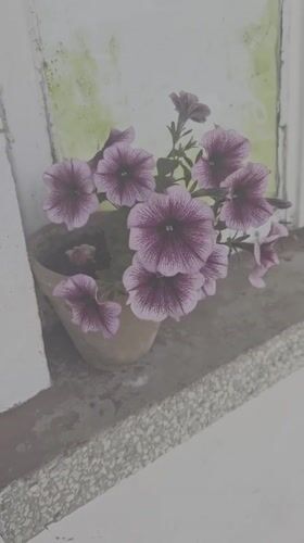 Quiet morning garden scene captured in Bulgarian village