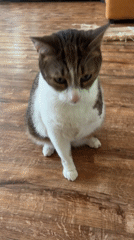 Tabby cat enjoys afternoon rest session on indoor rug