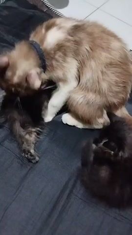 A fluffy brown and white cat with a dark collar is grooming two small black kittens. The cats are lying on a dark gray blanket. The adult cat is positioned over the kittens, with one kitten on its left and another on its right. The adult cat's head is lowered, and it appears to be licking or nudging the kittens. The kittens are also actively interacting with the adult cat, with their heads and paws close to the adult cat's body. The lighting is dim, suggesting an indoor environment.