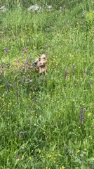 Small dog plays in wildflower meadows near Montenegro village