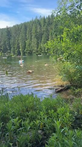 A video shows a calm lake surrounded by trees under a bright sky. Several people are enjoying the water, with some on inflatable tubes and others on paddleboards. A group of geese swims peacefully in the lake. In the foreground, lush green plants grow along the shore.