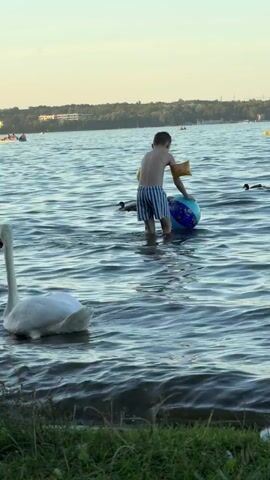 A young boy wearing blue and white striped swim trunks and yellow arm floaties stands in shallow water on a lake. He is holding a colorful inflatable ball with both hands and appears to be pushing it. In the foreground to the left, a large white swan floats calmly. Several dark-colored ducks are scattered across the water in the middle ground. The background shows a tree-lined shore under a pale sky. The water is choppy, creating ripples.