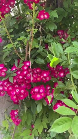 The video shows a close-up view of a flowering plant, possibly a rose bush, growing against a wall. The plant has vibrant, dark pink flowers with white centers, densely clustered together amidst green leaves. The leaves are oval-shaped with serrated edges. There's also a string or vine intertwined among the branches and flowers. In some parts of the plant, there are visible thorns. The wall behind the plant appears to be made of concrete or a similar material. There is also a spiderweb visible in the upper portion of the video. The camera moves slightly, providing different angles of the flowers and foliage.