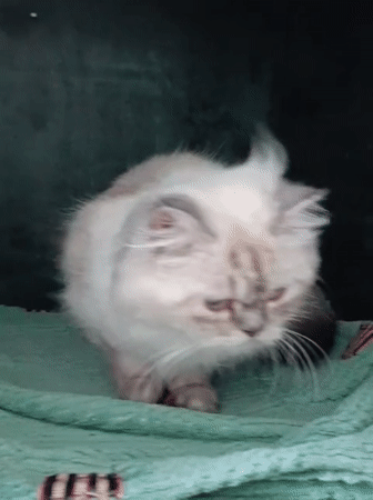 Veterinary clinic treats cats and dogs in Nairobi