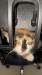 Calico kitten, coffee shop scenes captured in Kuta