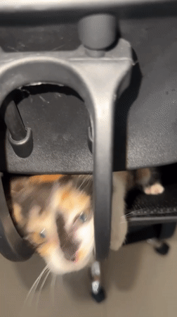 Calico kitten, coffee shop scenes captured in Kuta