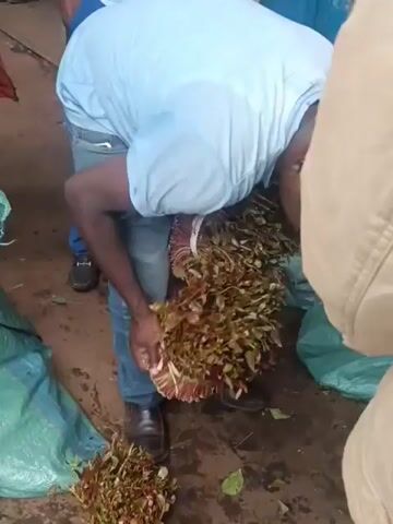 An eye-level video shows a man in a blue shirt and jeans picking up a large bundle of Khat leaves. He is standing near a large, green bag. The ground appears wet and dirty. Other people are partially visible on the right and in the background of the scene.