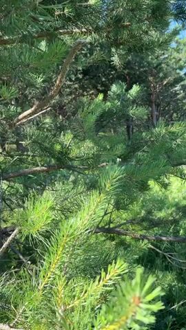 The video is a close-up, handheld shot of pine tree branches and needles. The camera slowly pans across the branches, focusing on the sharp, green needles. Sunlight filters through the branches, creating a dappled effect. In the background, other trees and foliage can be seen, suggesting an outdoor setting in a wooded area. The focus is on the texture and color of the pine needles.