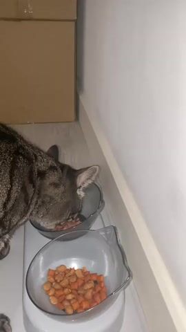 A cat is eating from a bowl. The cat is a tabby cat with brown, black, and white stripes. The cat is facing left and is eating from a gray bowl. The bowl is filled with cat food. Another gray bowl is next to the first bowl, and it is filled with orange cat food. The cat food bowls are on a white stand. In the background, there are two cardboard boxes stacked on top of each other. The boxes are brown. A white wall is to the right of the cat and the boxes. The floor is light-colored and appears to be wood.