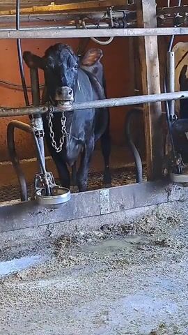 The video shows a black cow in a barn, possibly a milking parlor. The cow is standing in a stall with metal barriers and equipment around it, including what appears to be a milking machine attachment. The floor of the barn is covered in a mixture of straw and what looks like manure or mud. Another cow, partially visible on the right, is also in a stall. The lighting suggests it could be daytime, but the interior setting makes it difficult to determine the exact time of day or weather outside. The cow in the foreground is looking directly at the camera. There is no visible text in the video. The overall scene depicts a typical farm environment related to dairy farming in Toholampi, Finland.