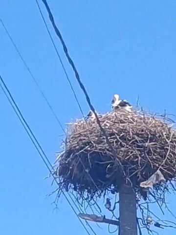 The media file shows a large bird's nest constructed from twigs and other natural materials, perched atop a utility pole. Several white birds, likely storks, are visible within and around the nest. One adult bird stands prominently in the center of the nest, while at least two younger birds huddle together. A smaller bird is perched on a branch below the nest. The nest is surrounded by a clear blue sky, suggesting fair weather. Power lines run diagonally across the frame, indicating an urban or suburban setting. The scene appears to be a peaceful moment in nature, possibly during nesting season. The time of day is likely daytime, given the bright sky. No text is visible in the media file.