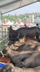 Water buffalo gathering documented at Caracas livestock event