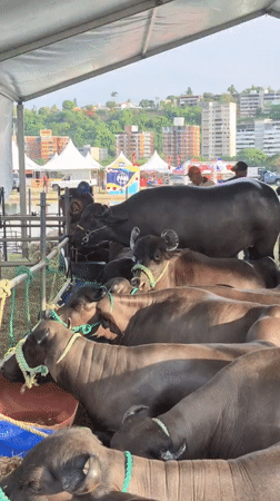 Water buffalo gathering documented at Caracas livestock event