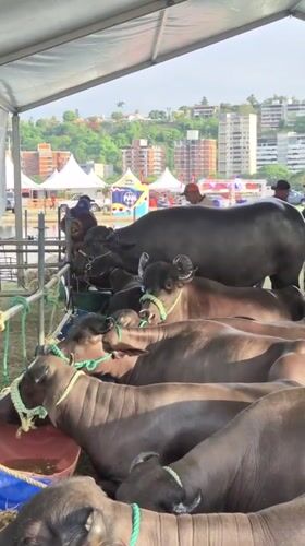 Water buffalo gathering documented at Caracas livestock event