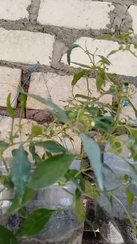 A close-up video shows two plants growing in clear plastic bottles that are filled with water. The plants have green leaves and stems, and there are a few small green peppers visible on one of the plants. The bottles are positioned against a brick wall, and some blue string is tied around the plants to keep them upright. The lighting is bright and appears to be natural sunlight.