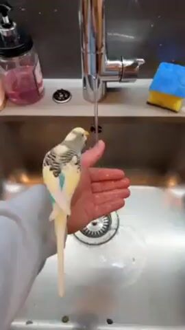 A medium, eye-level shot shows a person in a gray sweater holding a budgerigar in their open palm under a kitchen faucet. Water from the faucet runs over the person’s hand and the bird, flowing into a stainless steel sink. The budgie is mostly yellow and white, with blue markings on its wings and black stripes on its head and back. A bottle of pink soap and a blue and yellow sponge are on the counter to the left and right of the faucet. The sink's drain is visible beneath the hand and the bird.