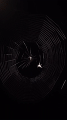 Two spiders filmed on nighttime web in Belarus