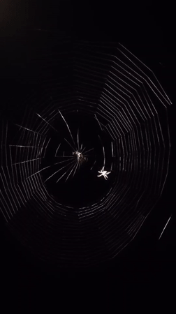Two spiders filmed on nighttime web in Belarus