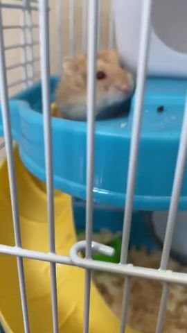 A small, light brown hamster with dark eyes is in a white cage with a blue plastic platform and yellow tubes. The hamster is visible through white cage bars. In the first frame, the hamster is sitting on the blue platform, facing the camera. In the second frame, the hamster is facing away from the camera, with its hindquarters and tail visible. In the third frame, the hamster is peeking out of a white structure on the blue platform, facing the camera. In the fourth frame, the hamster is fully visible again, sitting on the blue platform and looking towards the camera. The cage bedding appears to be wood shavings.
