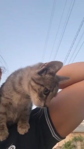 A kitten is perched on a person's shoulder. The kitten is gray with tabby markings and has green eyes. The person is wearing a black t-shirt with white stripes on the collar. The background is a clear blue sky with some power lines visible. The camera angle is from below, looking up at the kitten and person. The kitten occasionally shakes its head.