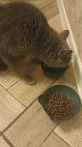 A gray cat is eating from a black bowl on a beige, tiled floor.  A teal bowl full of cat food is on the floor beside the black bowl.  The bowls are placed against the wall and the cat's head is down inside the black bowl.