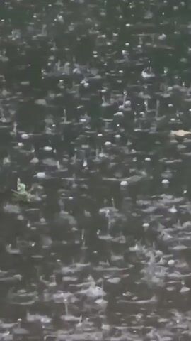 The video shows a close-up, shaky view of raindrops hitting a dark, rippling surface, likely water. Multiple small, white splashes are visible as the drops impact the surface, creating ripples that spread outwards. A few green plant-like elements are also present on the left side of the frame. The overall impression is of a rain shower over a body of water or a wet surface.