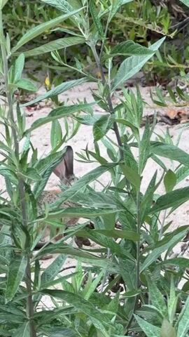 A rabbit is partially hidden behind green foliage. The rabbit's ears and head are visible as it peeks through the leaves. The background consists of sandy ground and more greenery.