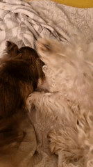 Chihuahua and curly white dog play on a bed in Klaipėda