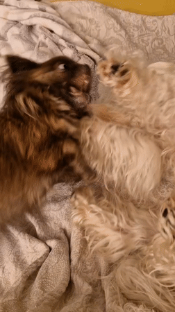 Chihuahua and curly white dog play on a bed in Klaipėda