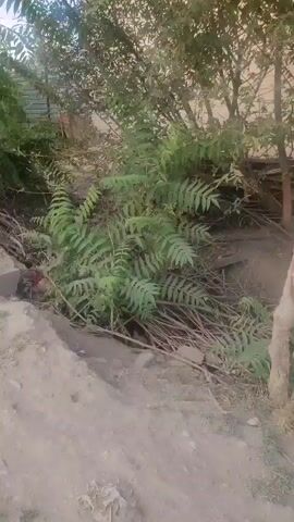 The video shows a close-up view of a large fern plant growing in an outdoor environment. The fern has large, feathery fronds and is surrounded by dry branches and other vegetation. The ground in the foreground is rough and sandy. The lighting suggests it is daytime. There are no people or animals visible in the frame.