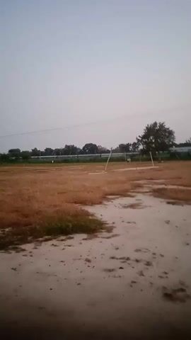 The video opens with a wide shot of a dry, grassy field under a hazy sky. In the background, a line of trees is visible, and a single tree stands to the right of the frame. Two white poles with a rope stretched between them are planted in the field. As the video progresses, a blue train with white stripes passes horizontally across the background, moving from left to right. The train is partially obscured by the trees and poles. The overall scene is a rural landscape during daylight, possibly early morning or late evening, given the soft lighting.