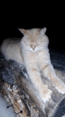 Peaceful evening wildlife encounters documented in Ustyvytsia, Ukraine
