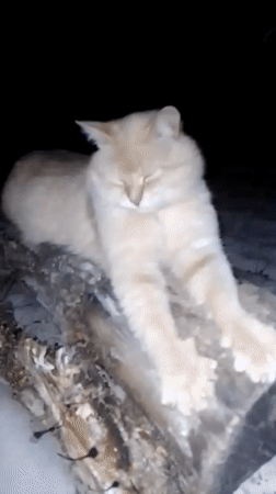Peaceful evening wildlife encounters documented in Ustyvytsia, Ukraine