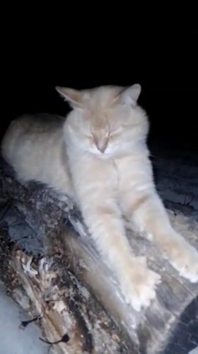 Peaceful evening wildlife encounters documented in Ustyvytsia, Ukraine
