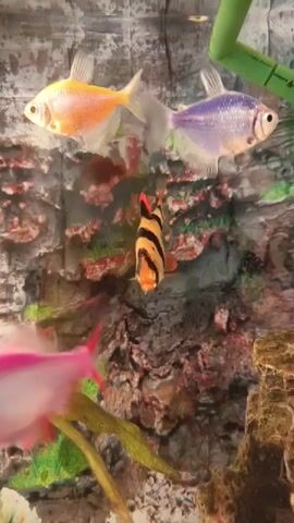The media file shows an aquarium with several colorful fish. The subjects are a vibrant orange tetra, a purple tetra, a tiger barb, and a pinkish-red fish. These fish are swimming in an aquarium with a rocky, textured background that mimics a natural environment. Green artificial plants are visible in the upper right and lower left portions of the frame. The lighting appears to be artificial, suggesting the aquarium is indoors. There is no visible text in the media file. The scene is peaceful and showcases the beauty of the aquatic life within the aquarium.