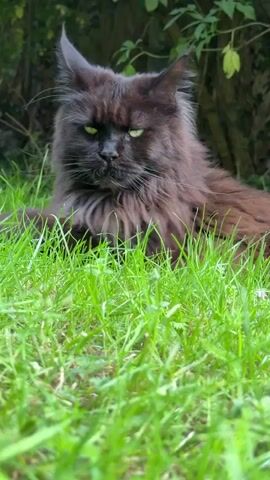 The video shows a close-up of a large, fluffy, black Maine Coon cat with bright green eyes. The cat is sitting in green grass, and the background consists of out-of-focus green foliage. The cat's head is turned to the side, and it appears to be looking at something off-camera. The lighting suggests it is daytime, likely outdoors.