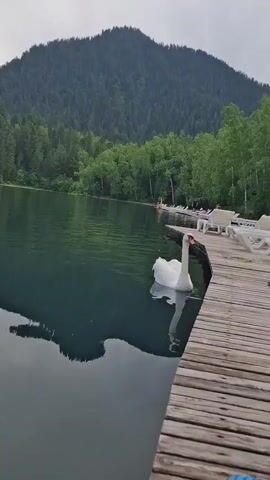 A white swan swims in a calm lake next to a wooden pier. A forested mountain rises in the background. Several lounge chairs are visible on the pier. In the distance, a few people are visible on the shore. The sky is overcast.